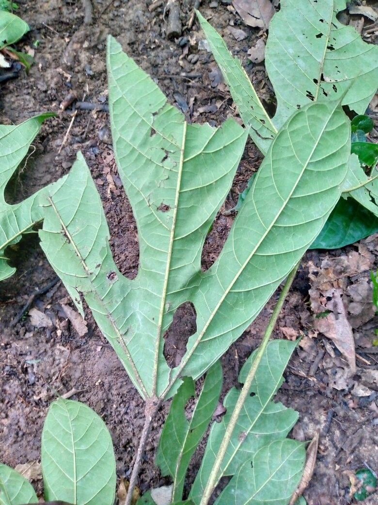 Cola ficifolia other
