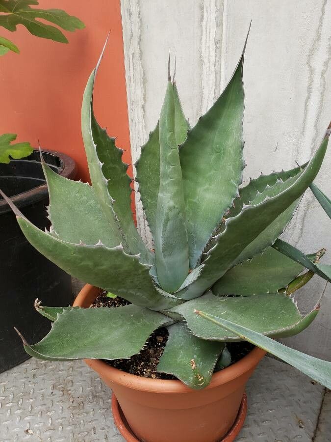 Agave salmiana habit