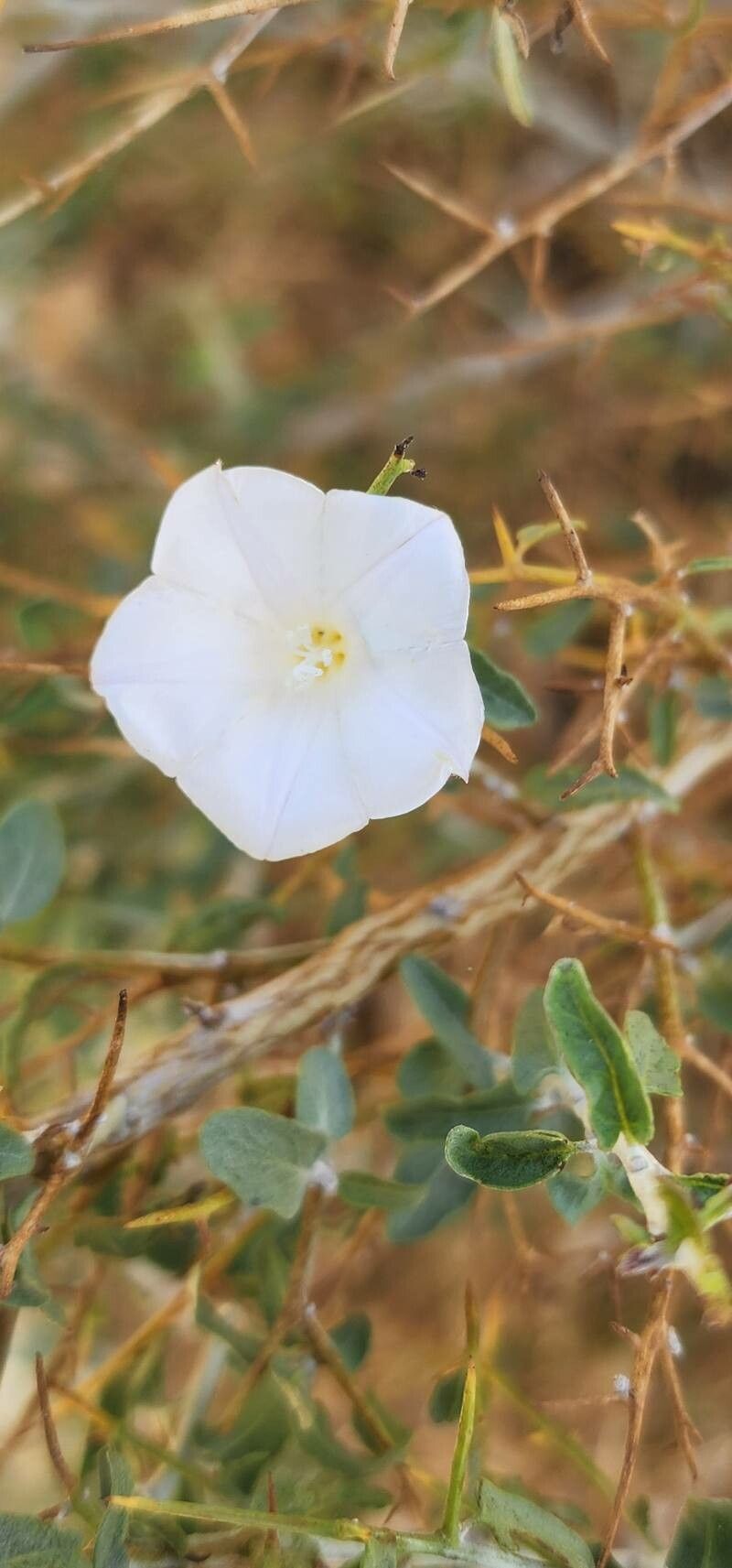 Convolvulus leiocalycinus flower