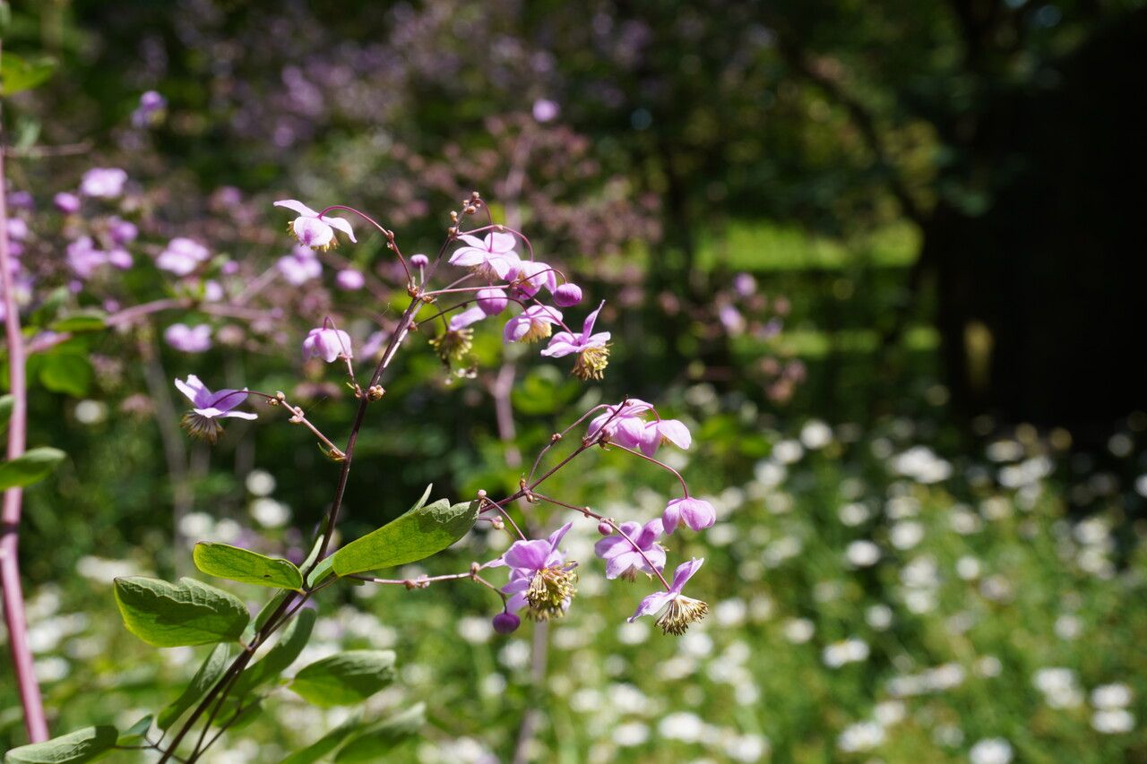 Thalictrum rochebruneanum flower