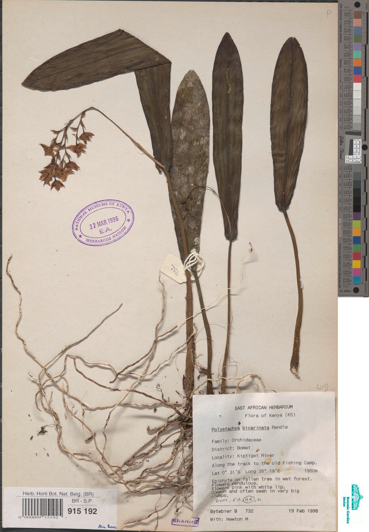 Polystachya bicarinata — houseplant care guide