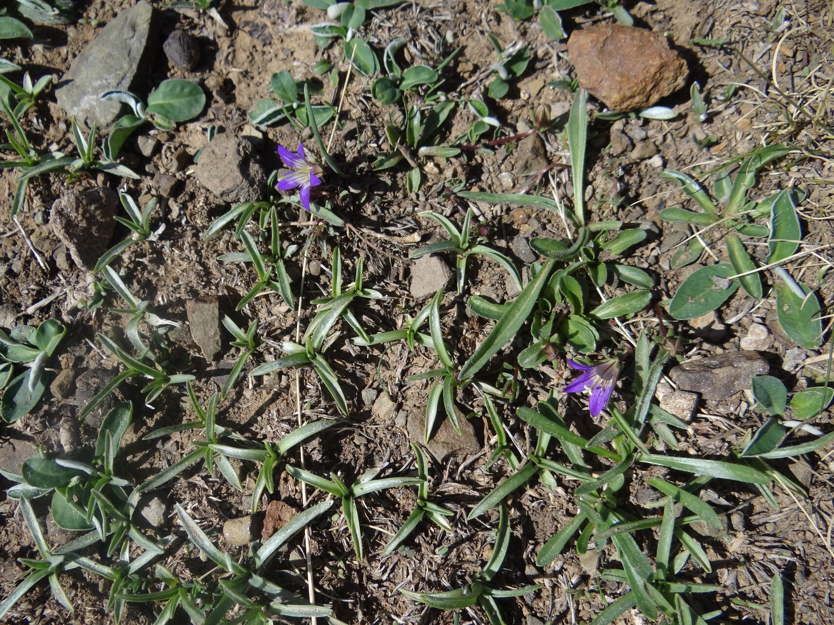 Campanula filicaulis — houseplant care guide