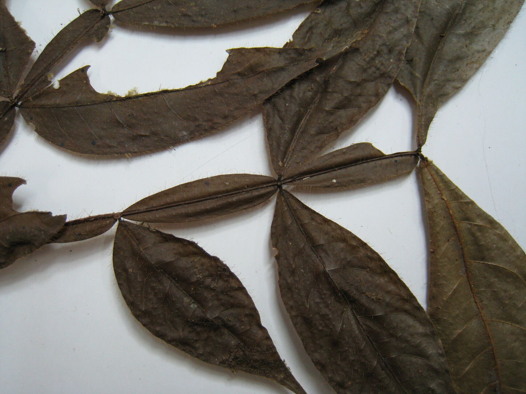 Inga poeppigiana other