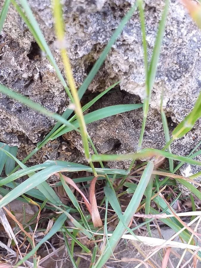 Bothriochloa ischaemum leaf