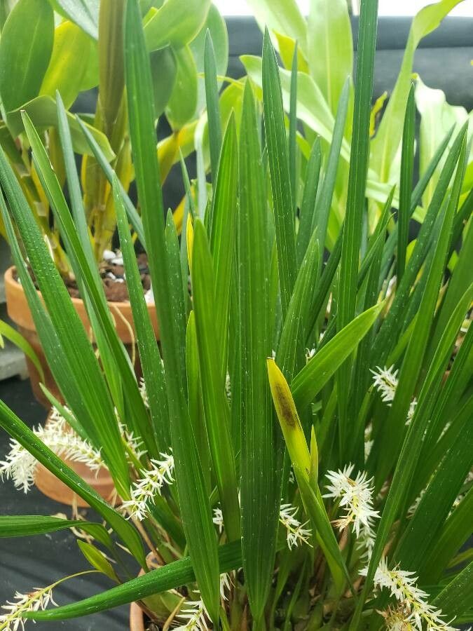 Dendrochilum uncatum — houseplant care guide