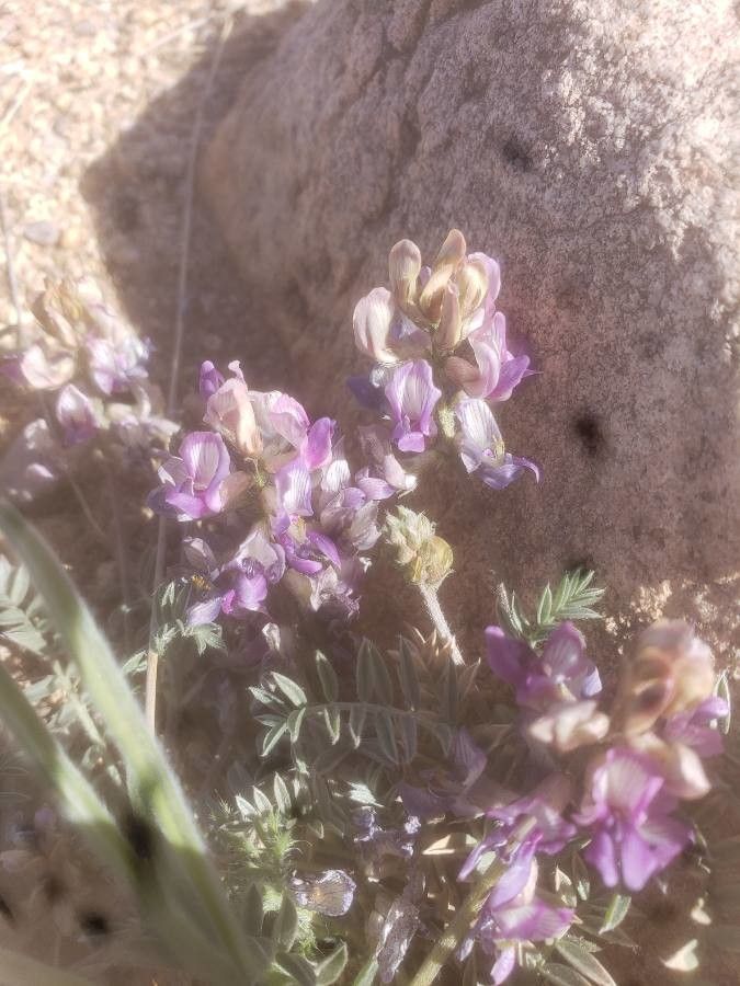 Astragalus lentiginosus flower