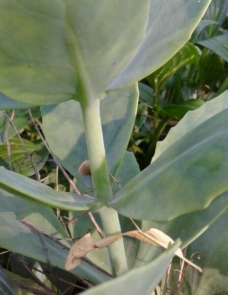 Sedum glaucophyllum bark