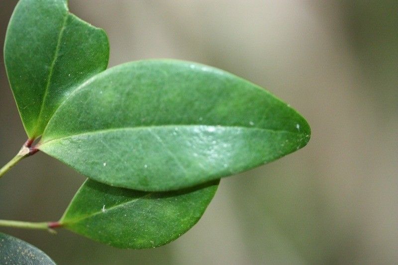 Memecylon confusum leaf