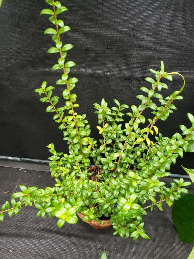 Aeschynanthus buxifolius habit