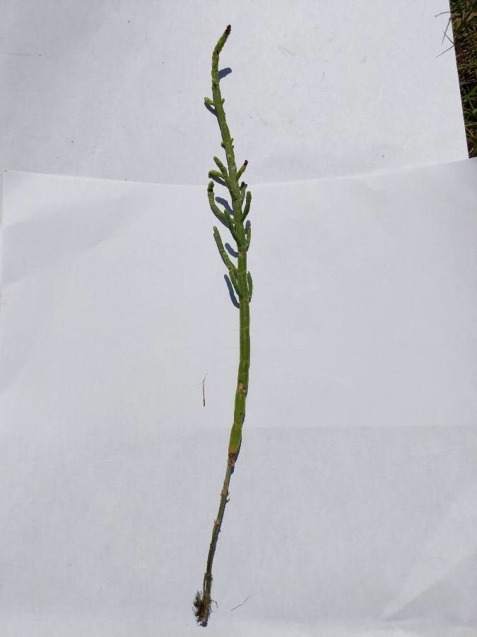 Salicornia depressa habit