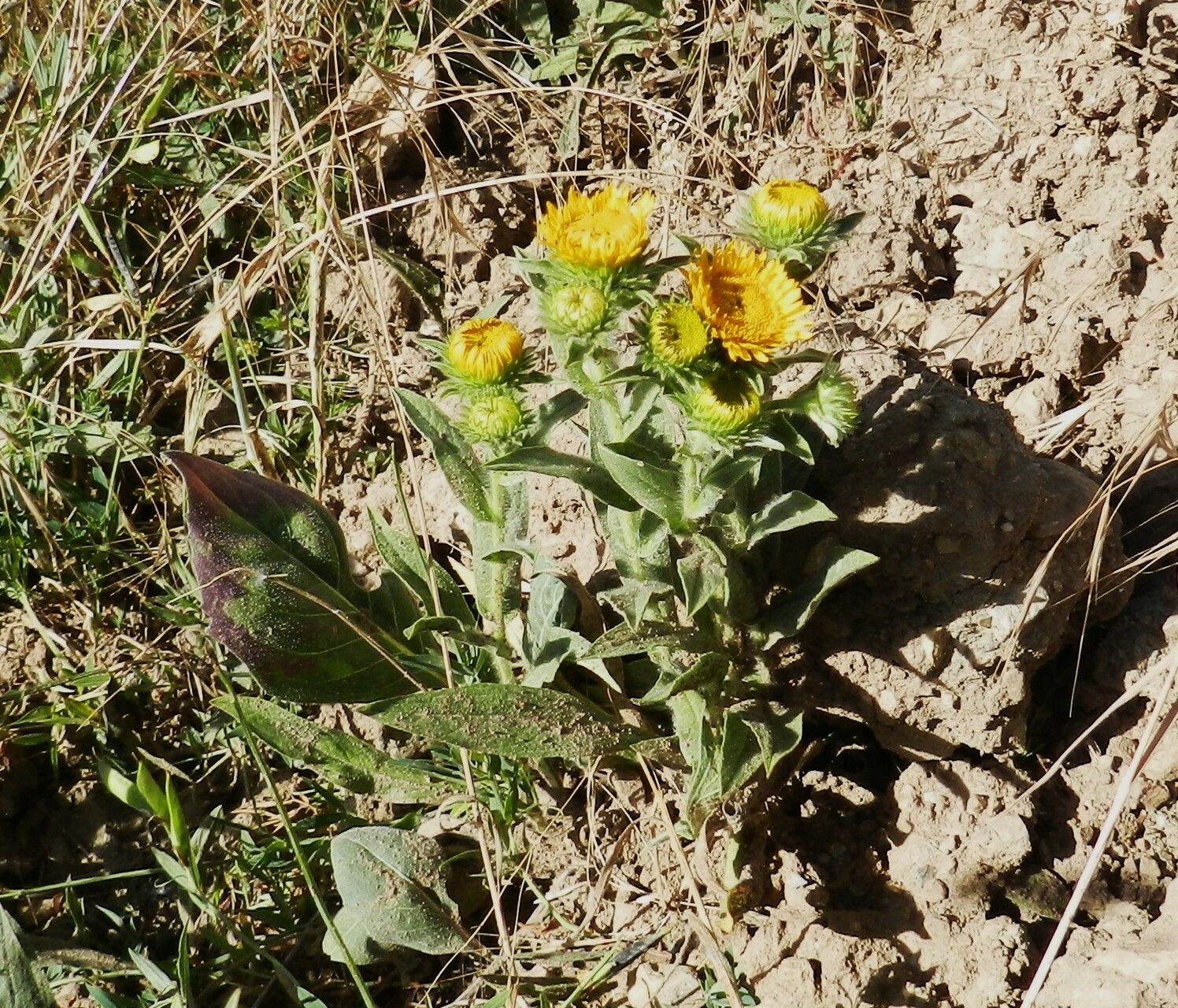 Inula helenioides flower