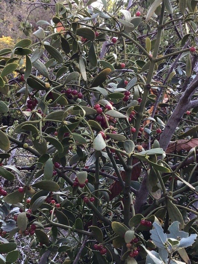 Viscum cruciatum fruit