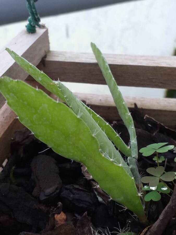 Disocactus nelsonii leaf