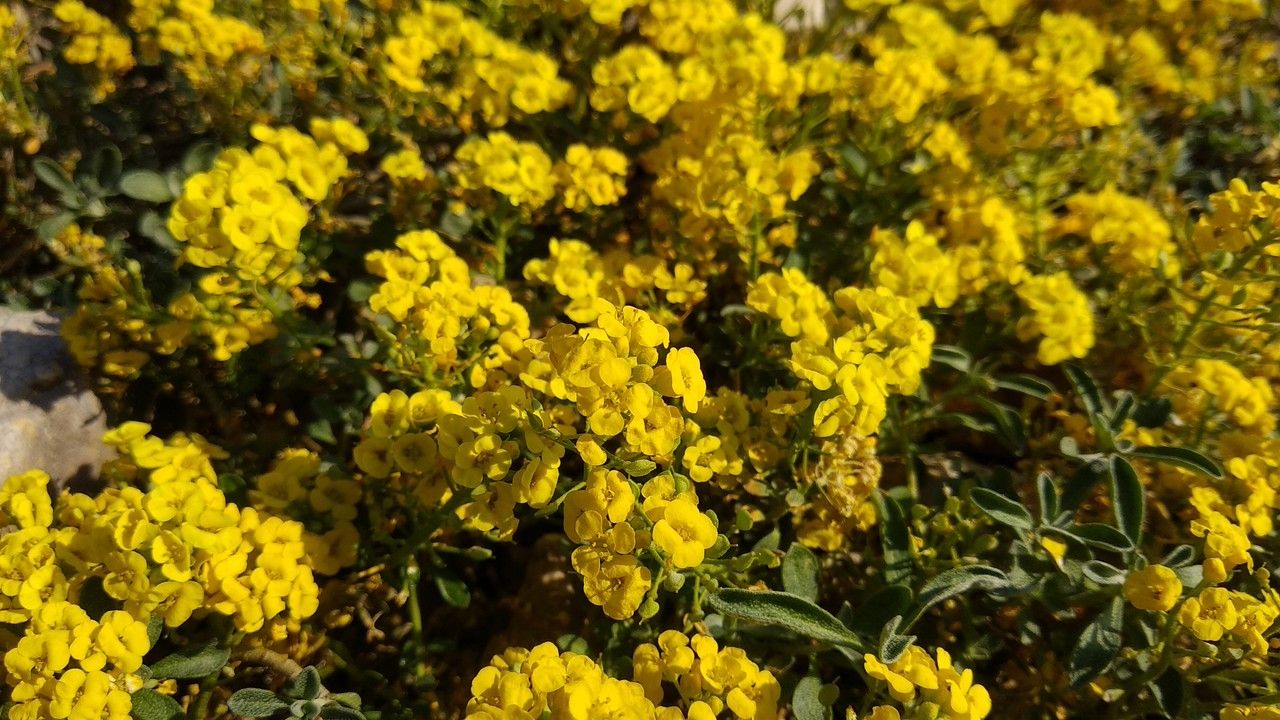 Alyssum lenense — houseplant care guide