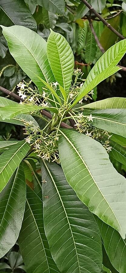Alstonia macrophylla flower