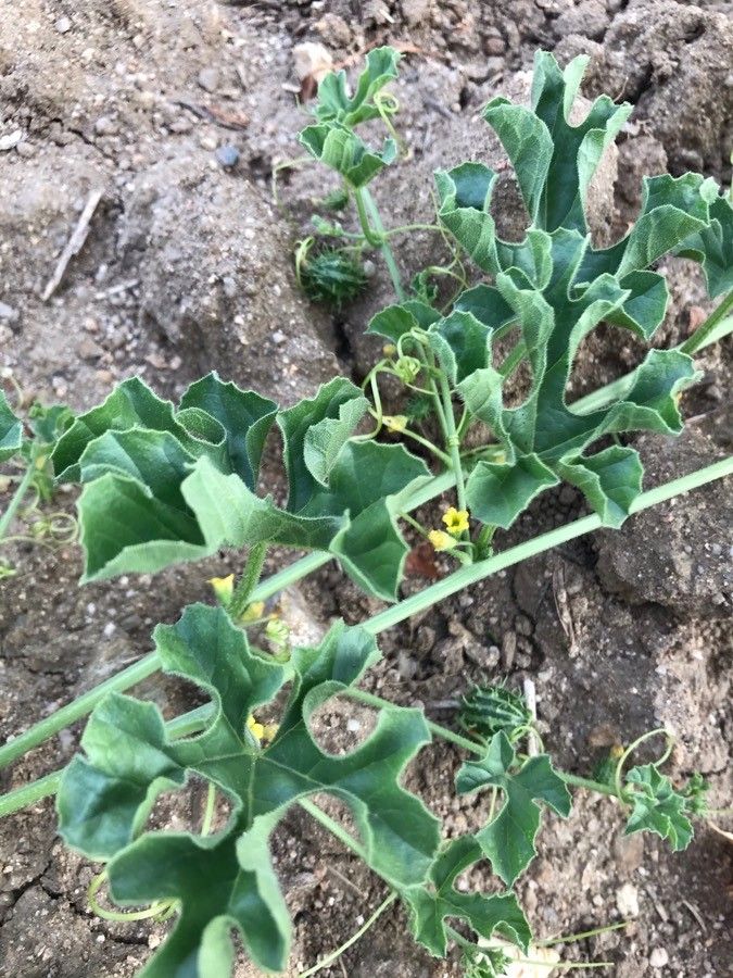 Cucumis myriocarpus flower