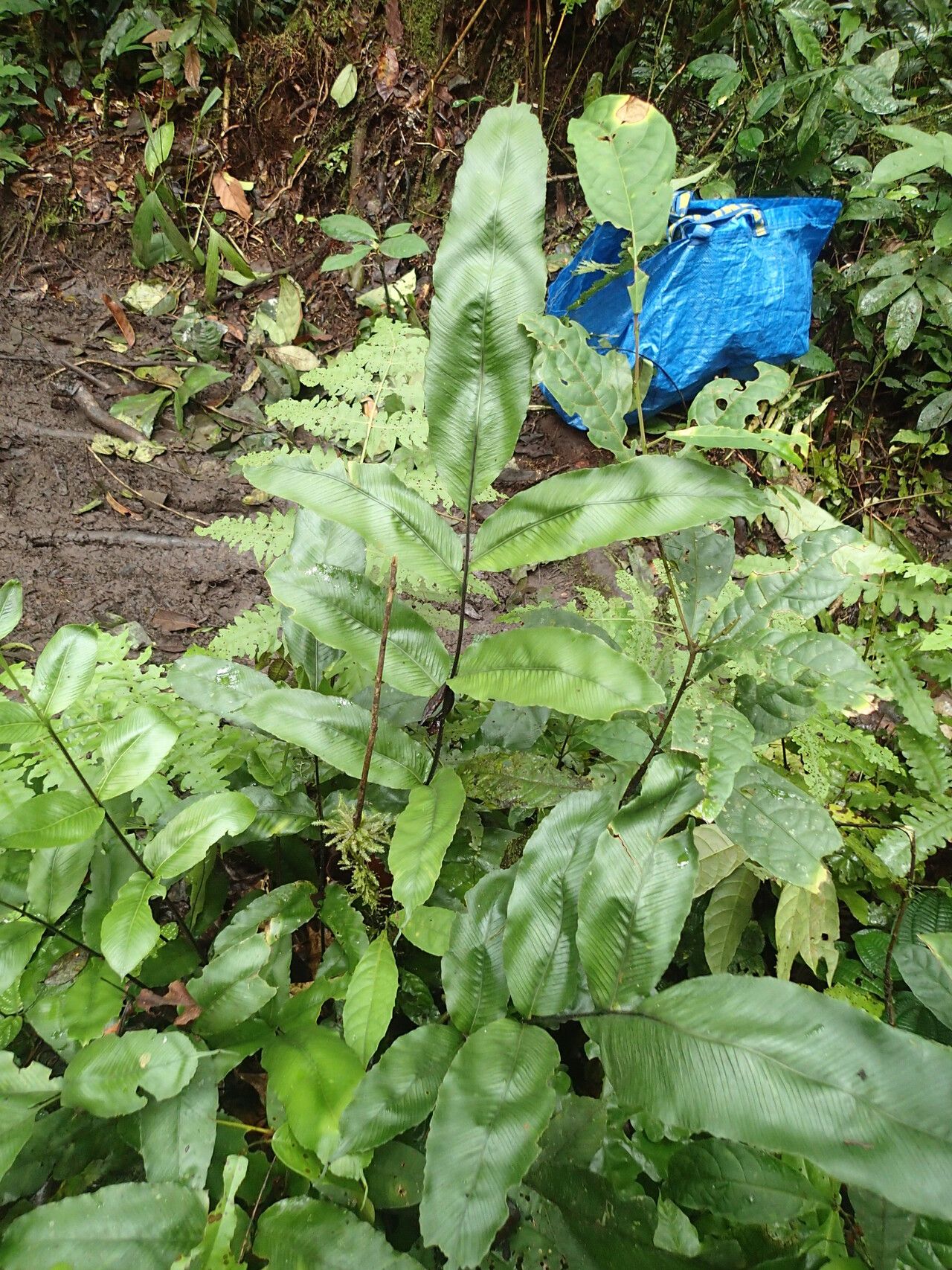 Asplenium annetii habit