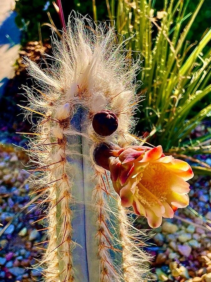 Pilosocereus leucocephalus flower