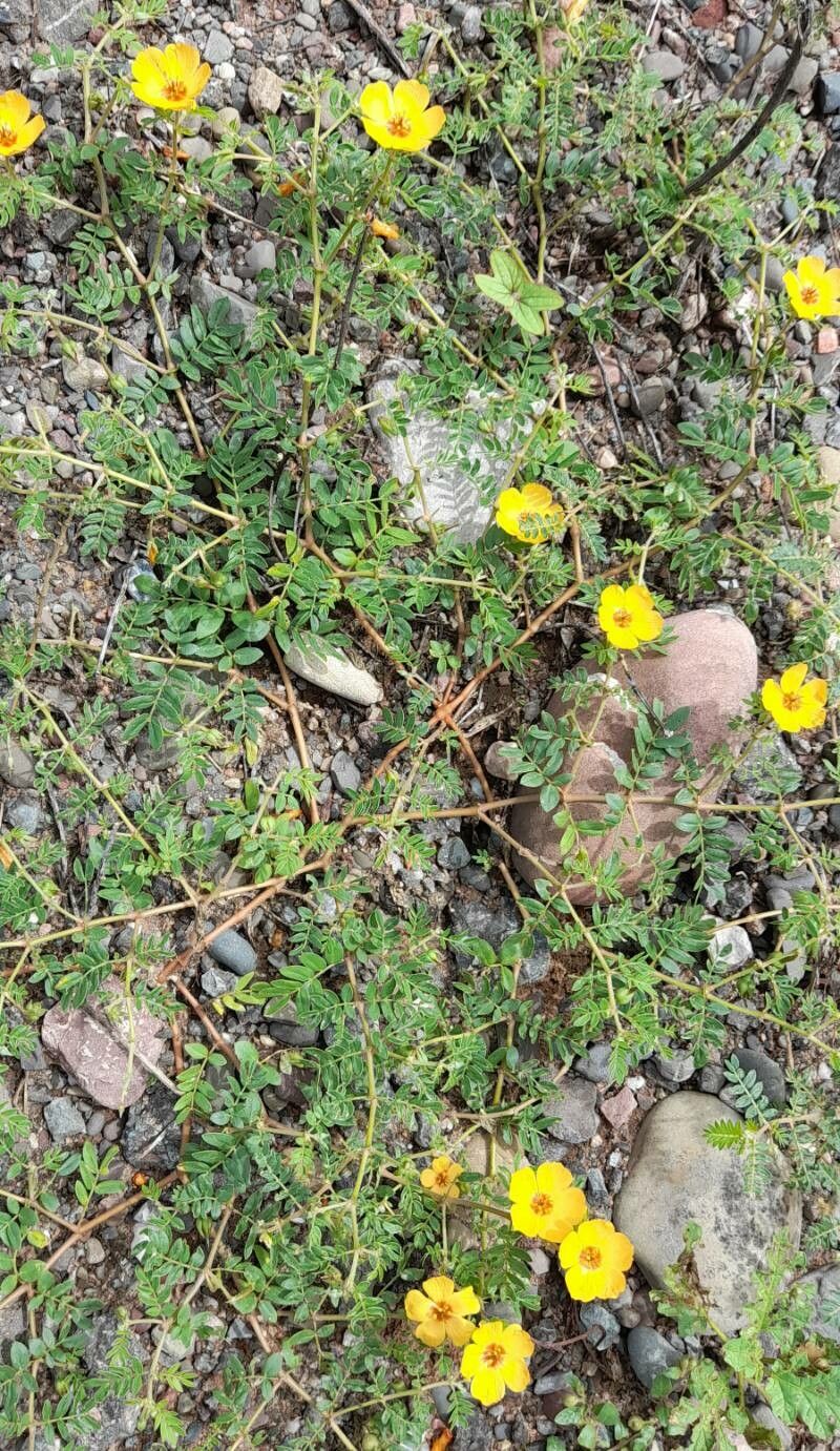 Kallstroemia tribuloides habit