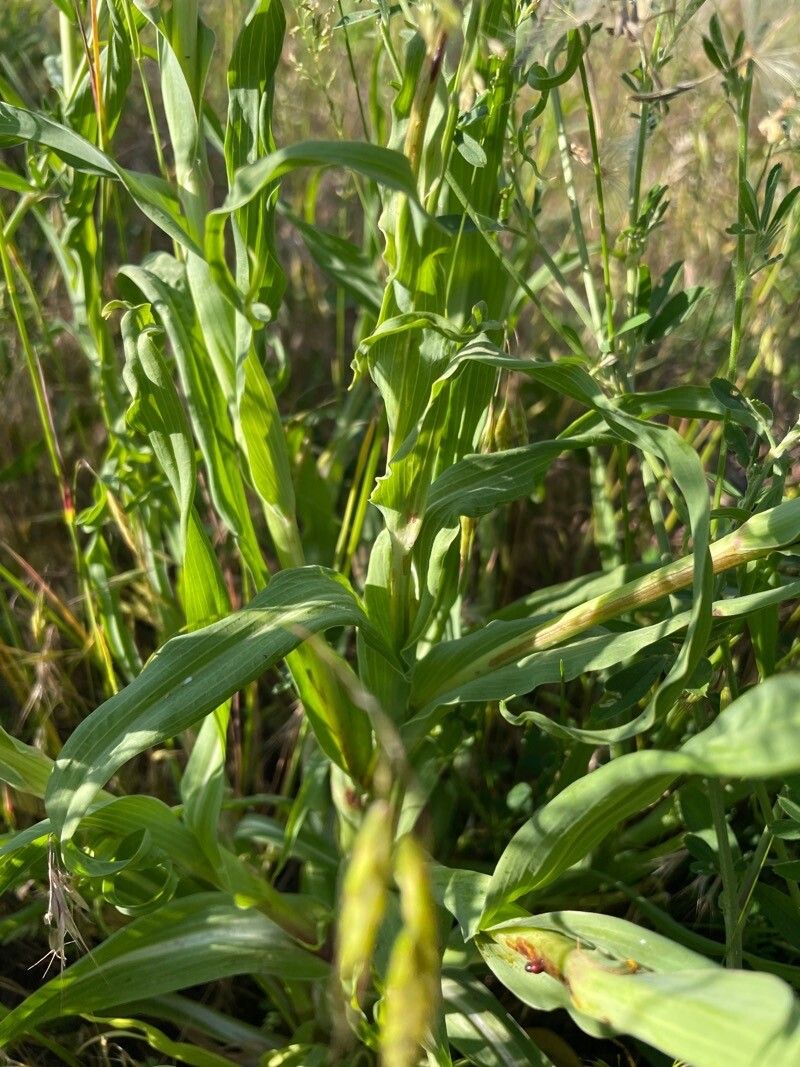 Tragopogon dasyrhynchus — search result for 'Tragopogon'