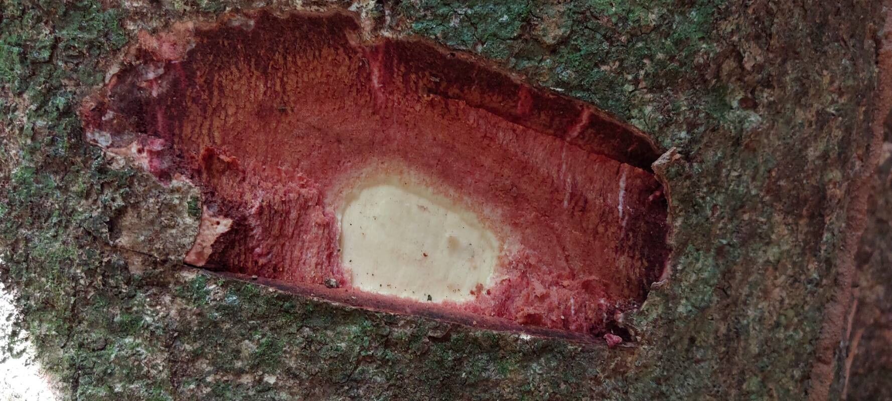 Ricinodendron heudelotii bark