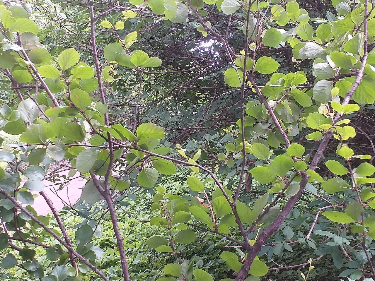 Betula ovalifolia habit