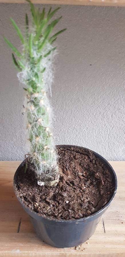 Austrocylindropuntia vestita flower