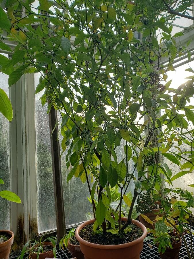 Carapichea ipecacuanha habit