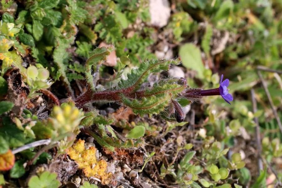 Anchusa stylosa — search result for 'Anchusa'