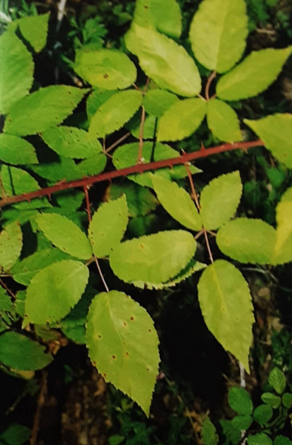 Rubus perperus — houseplant care guide
