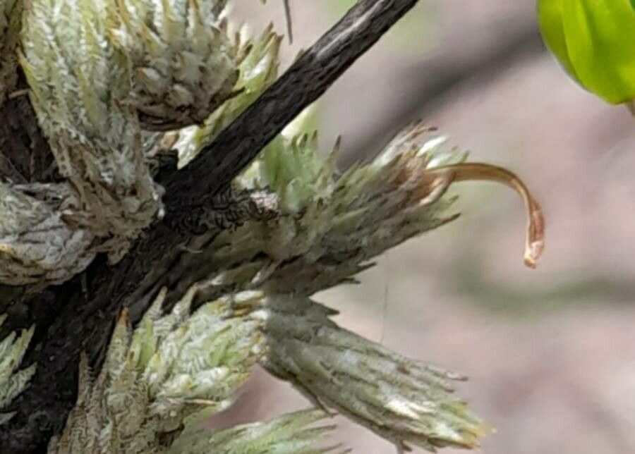 Tillandsia bryoides other
