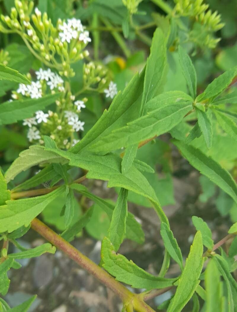 Stevia jujuyensis leaf
