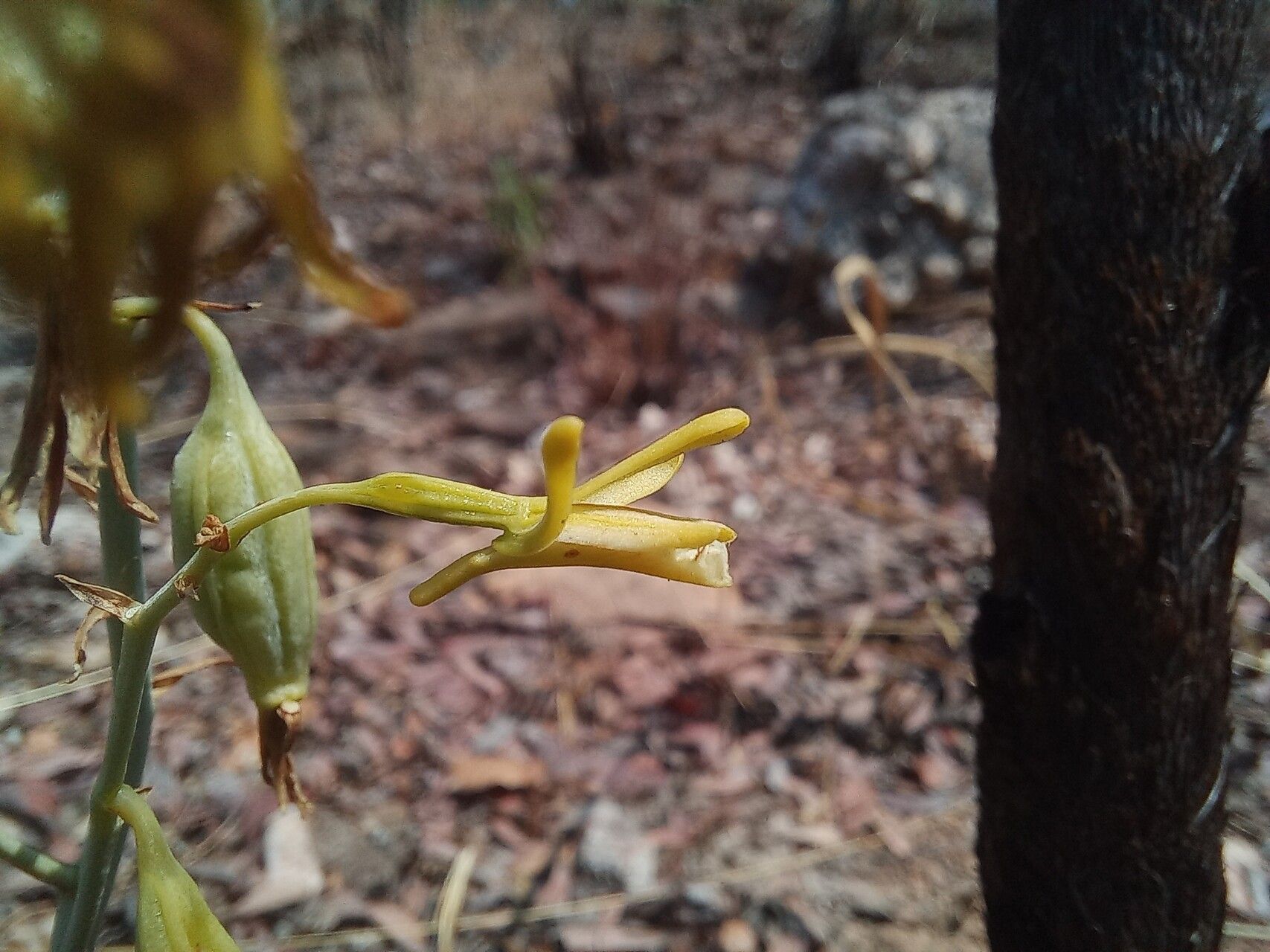 Eulophia callichroma — houseplant care guide