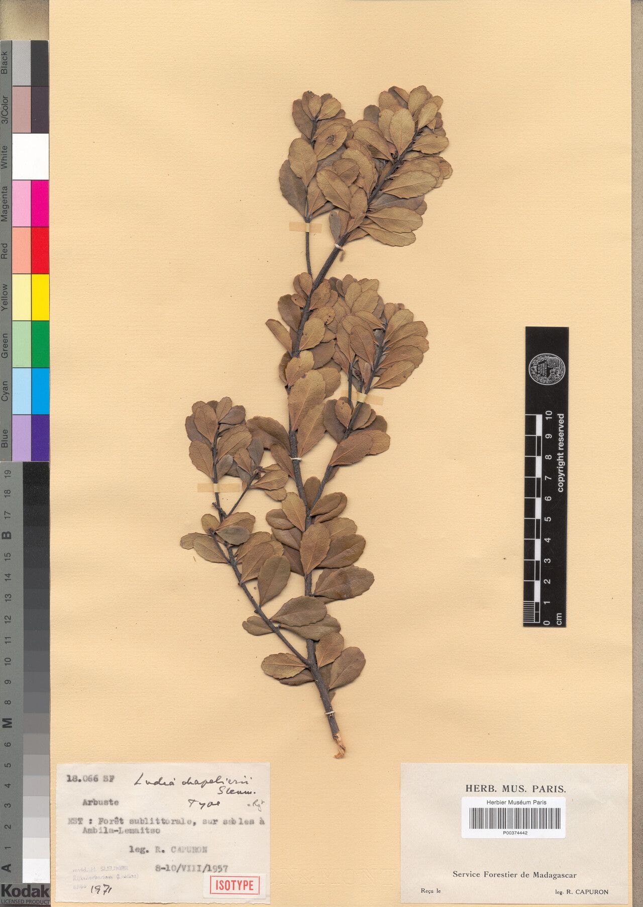 Ludia chapelieri — related species from the same genus