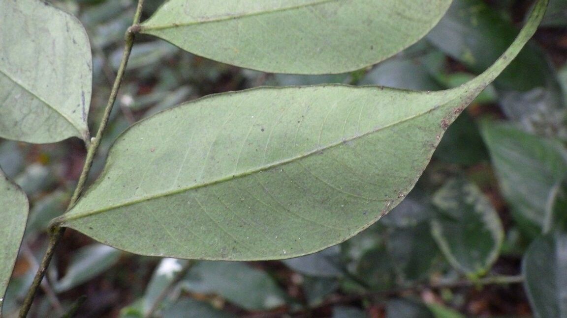 Dicranolepis buchholzii other