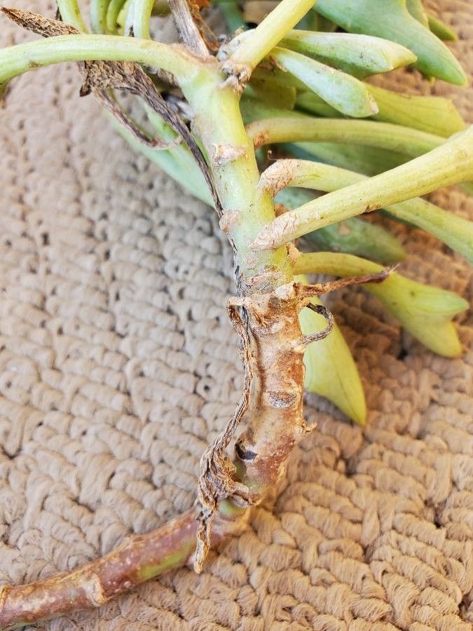 Senecio kleiniiformis bark