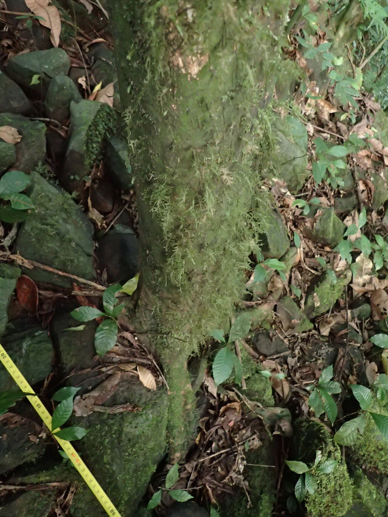 Synsepalum revolutum bark