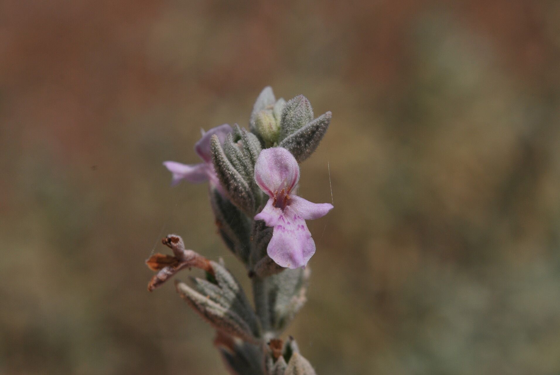 Stachys aegyptiaca flower