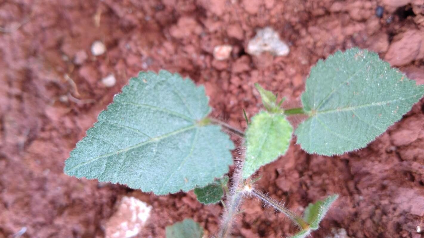 Sida glabra — search result for 'Sida'