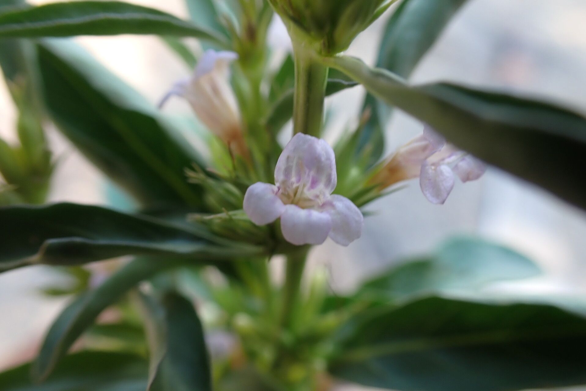 Dyschoriste nagchana — houseplant care guide