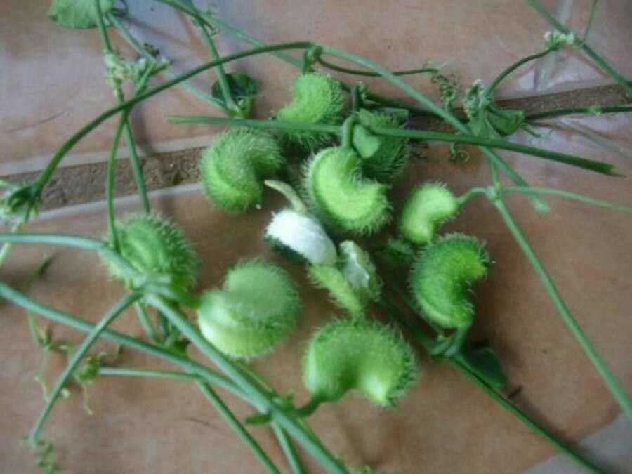 Cyclanthera carthagenensis fruit