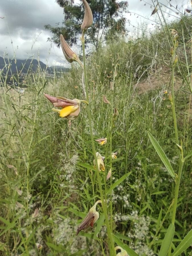 Crotalaria juncea flower