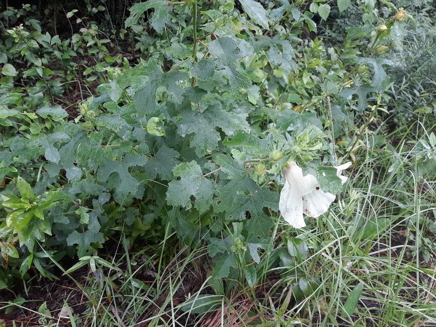 Hibiscus aculeatus habit
