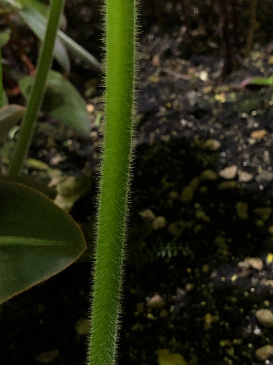 Podophyllum cv. 'Kaleidoscope' bark