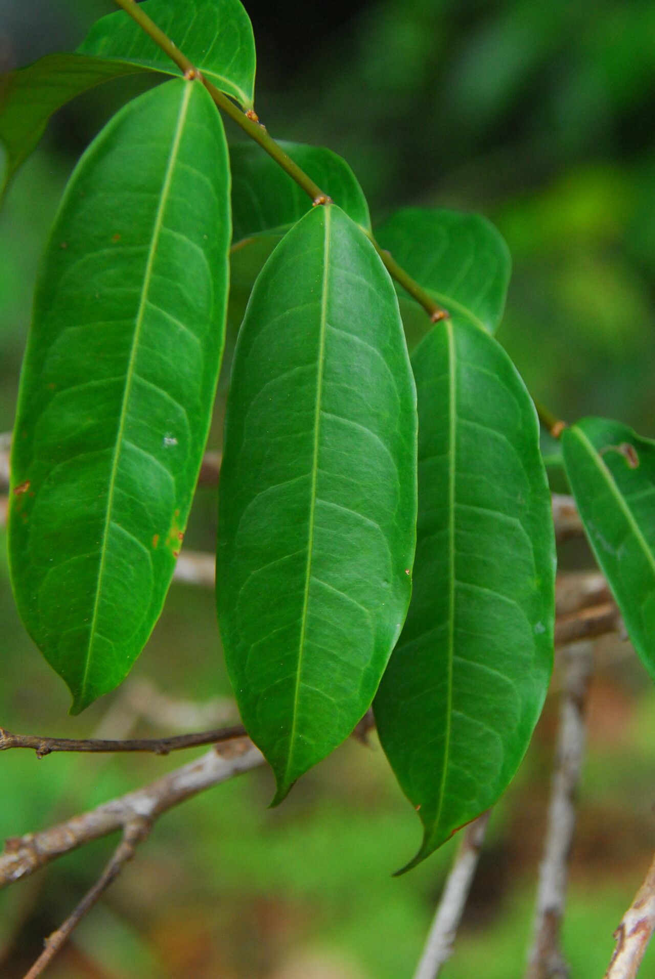Gymnanthes inopinata leaf
