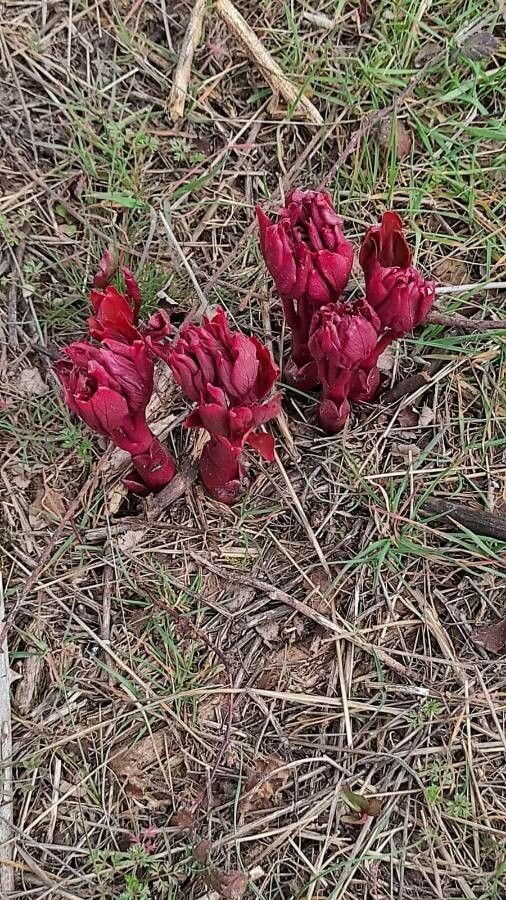 Sarcodes sanguinea leaf