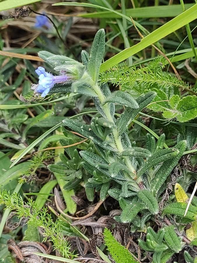 Glandora diffusa habit
