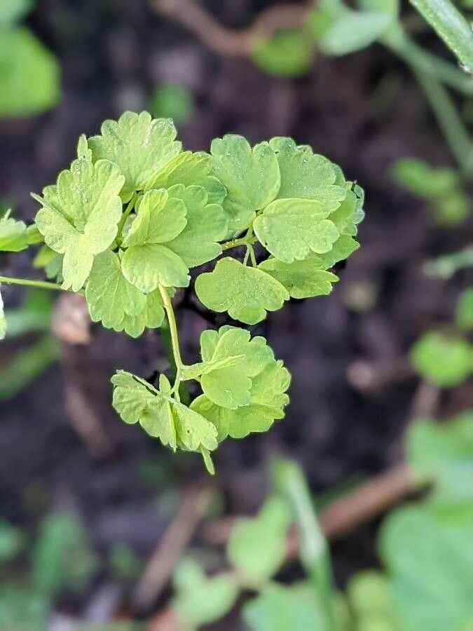 Thalictrum aquilegifolium — search result for 'Aquilegia'