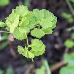 Thalictrum aquilegifolium