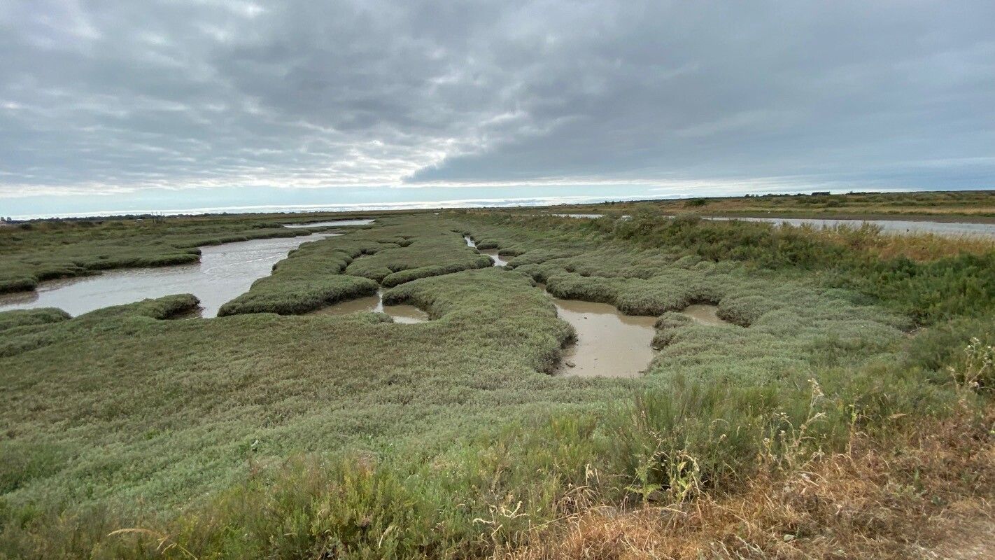 Centaurea horrida leaf